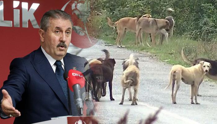 BBP lideri Destici, "Bunu çok net ifade etmek istiyorum" dedi ve şöyle açıkladı: "Çok agresif köpekleri uyutacağız."