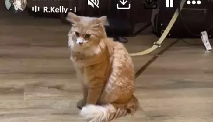 Garip bir "kedi" olayı! Dilan Çıtak Tatlıses ilk kez polis oldu... SİZİN onu kara listeye aldınız