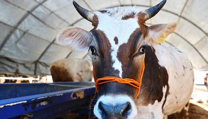 Hindistan'da tartışmalar sürüyor! "İnek idrarının" enfeksiyonları tedavi edebileceği iddiası tepkilere yol açtı