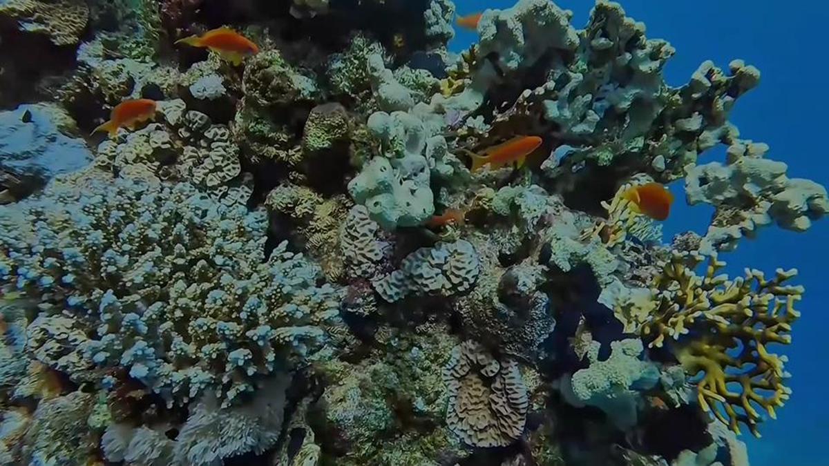 Mısır'daki denizaltı dalış meraklılarını çekiyor