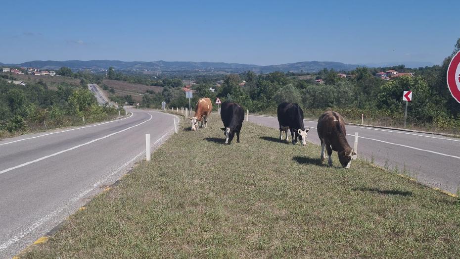 Zonguldak'ta Başıboş Hayvan Tehlikesi Artıyor: 17 Gün Önceki Kazanın Ardından Yeniden Risk Sürüyor