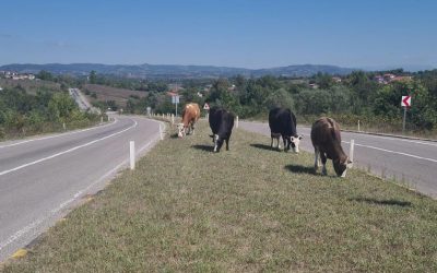 Zonguldak'ta Başıboş Hayvan Tehlikesi Artıyor: 17 Gün Önceki Kazanın Ardından Yeniden Risk Sürüyor