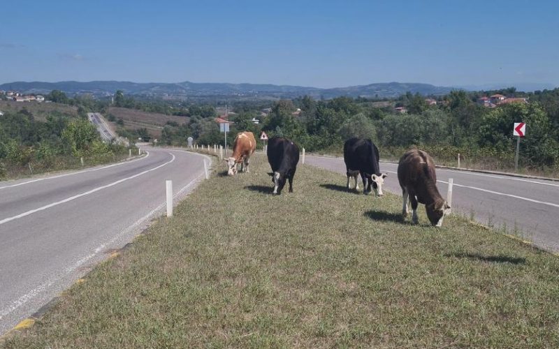 Zonguldak'ta Başıboş Hayvan Tehlikesi Artıyor: 17 Gün Önceki Kazanın Ardından Yeniden Risk Sürüyor